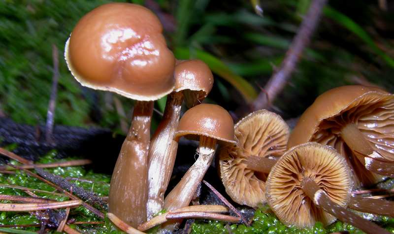 Galerina da determinare n0041 e n0042(2007).